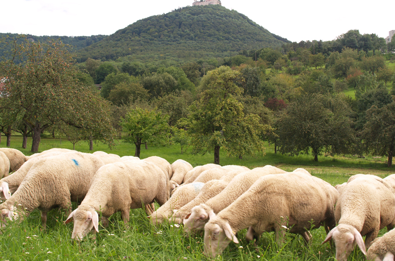 Württemberger Lämmer grasen auf einer grünen Wiese