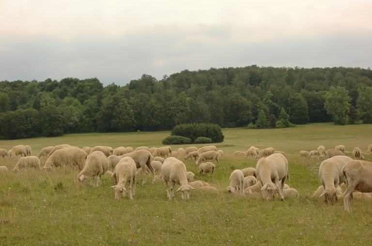 Württemberger Lämmer grasen auf einer grünen Wiese