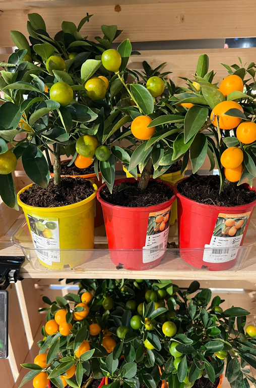 Limequats und Kumquats im Topf